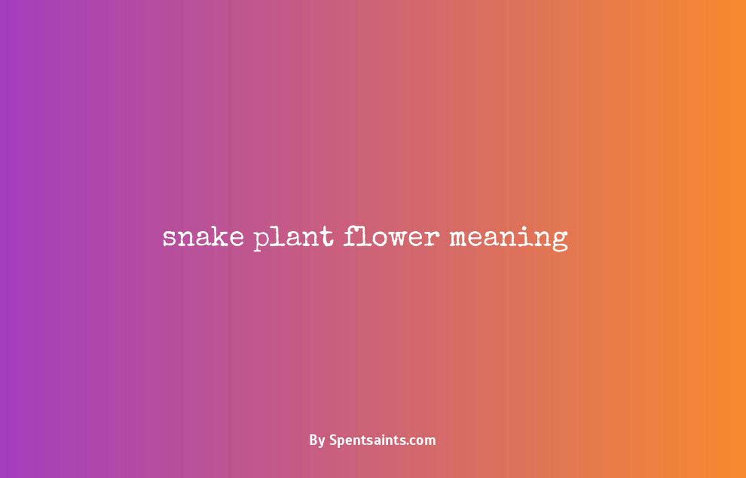 snake plant flower meaning